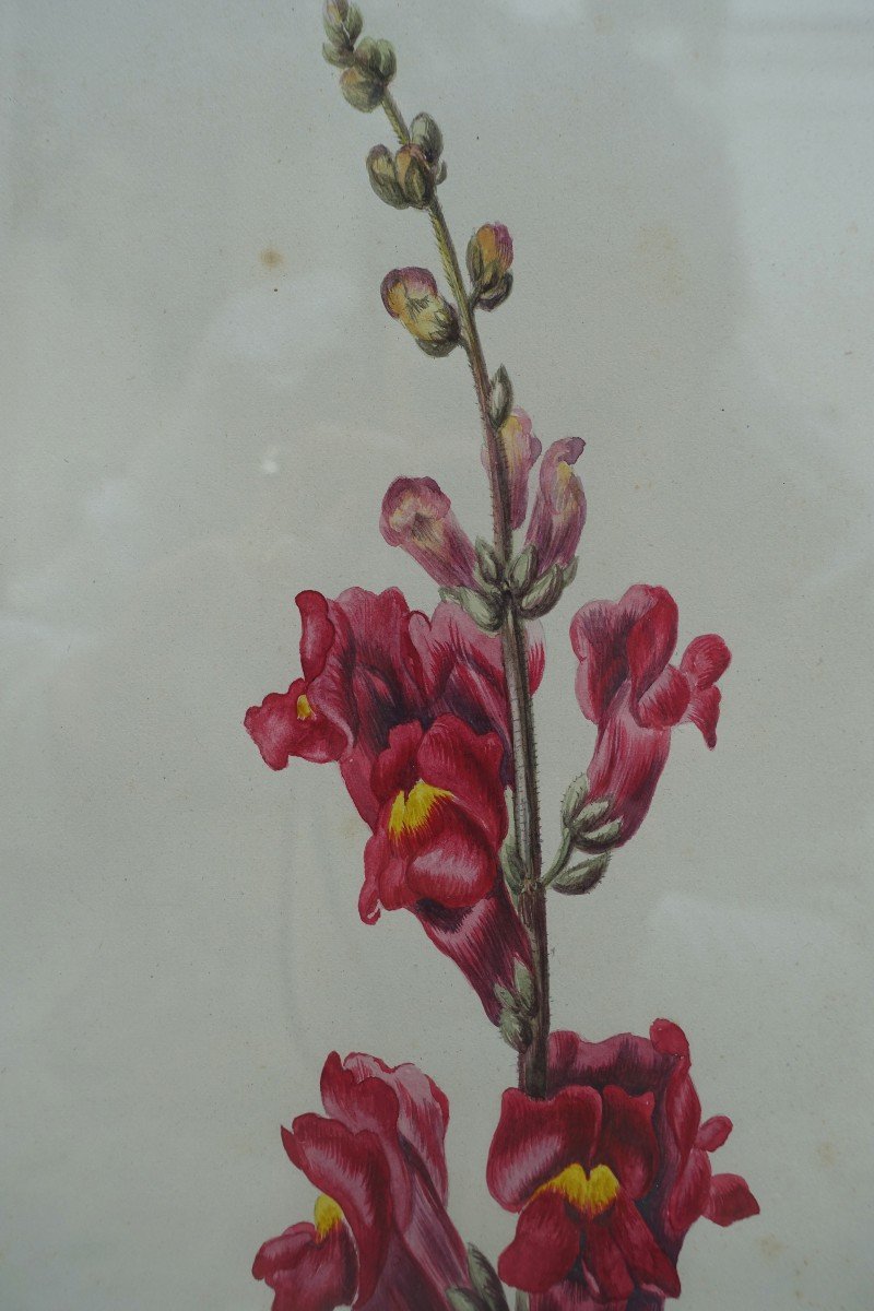 Ensemble De Trois Aquarelles - XIXe Siècle -photo-3
