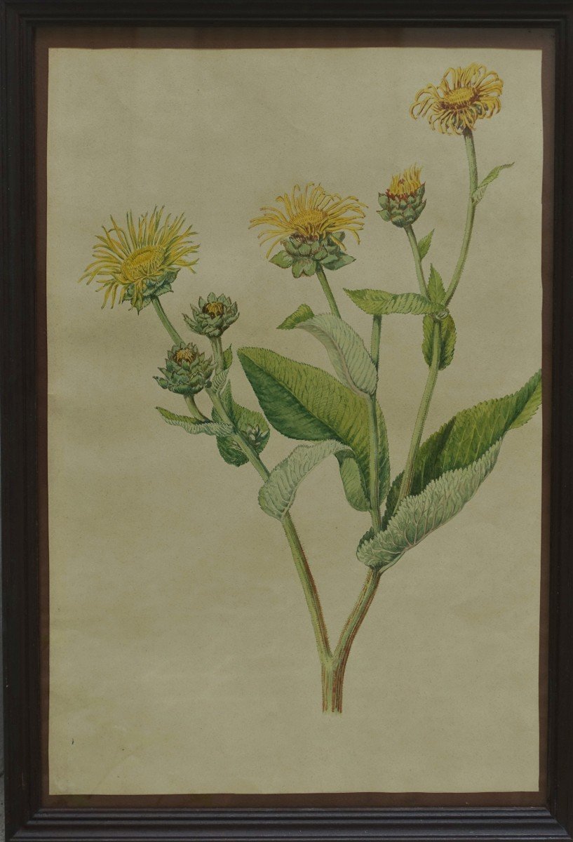 Ensemble De Trois Aquarelles - XIXe Siècle 