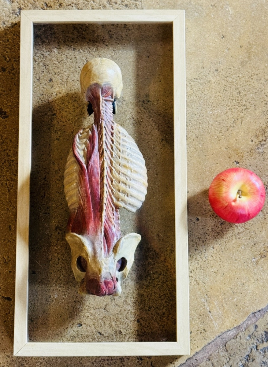Anatomical écorché In Polychrome Plaster - 20th Century - In The Taste Of Gauthier d'Agoty-photo-2
