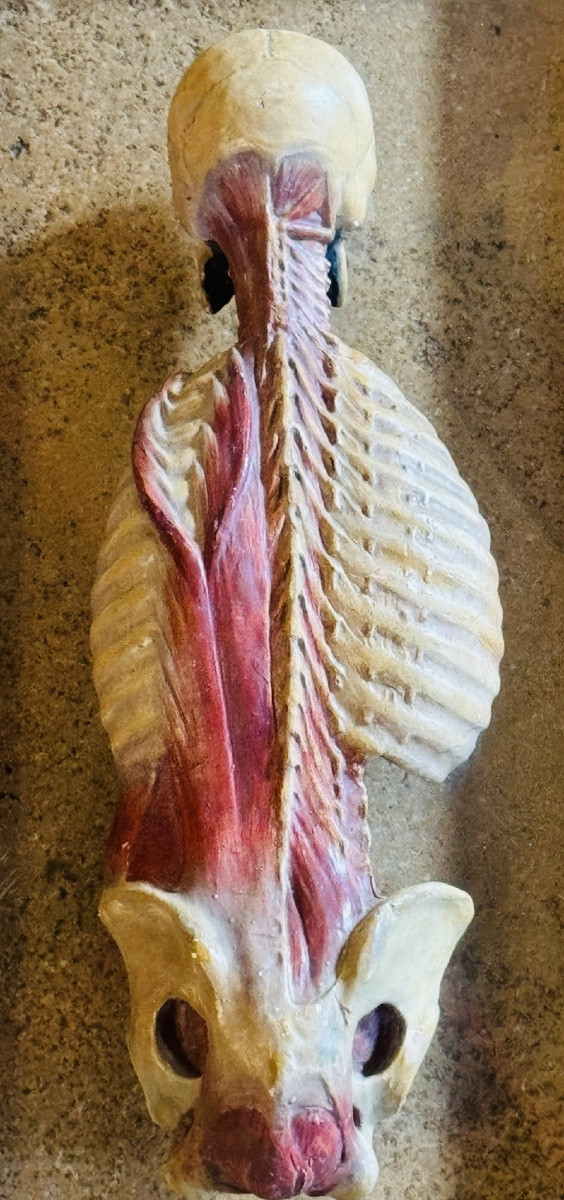 Anatomical écorché In Polychrome Plaster - 20th Century - In The Taste Of Gauthier d'Agoty-photo-3