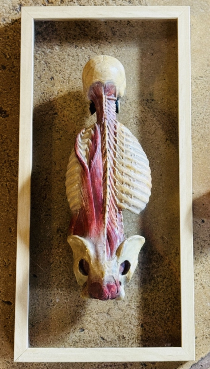 Anatomical écorché In Polychrome Plaster - 20th Century - In The Taste Of Gauthier d'Agoty