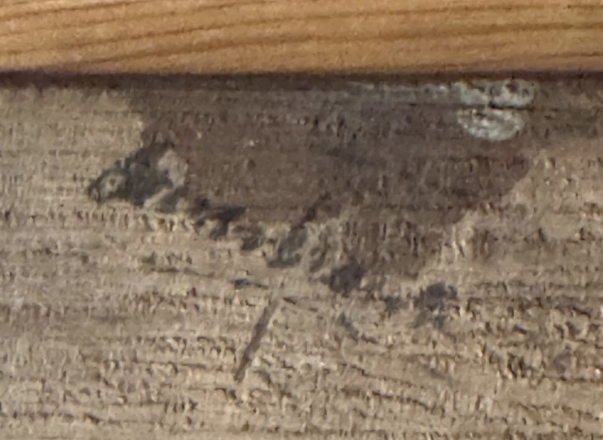 ÉTUDE DE TÊTE DE VIEILLARD - HUILE SUR PANNEAU ÉCOLE ITALIENNE, FIN XVIle - DÉBUT XVIIIe SIÈCLE-photo-3