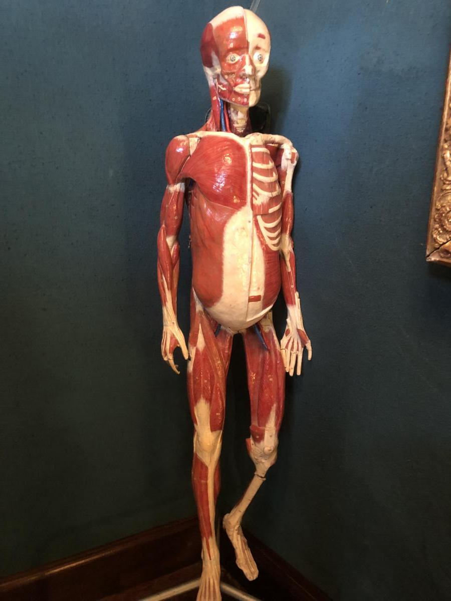 Skinned Human Body In Mâché Paper End Of XIX Eme Century