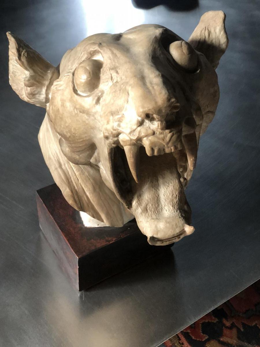 Large Skull Of Tiger Skinned: Plaster Early Twentieth Century-photo-7