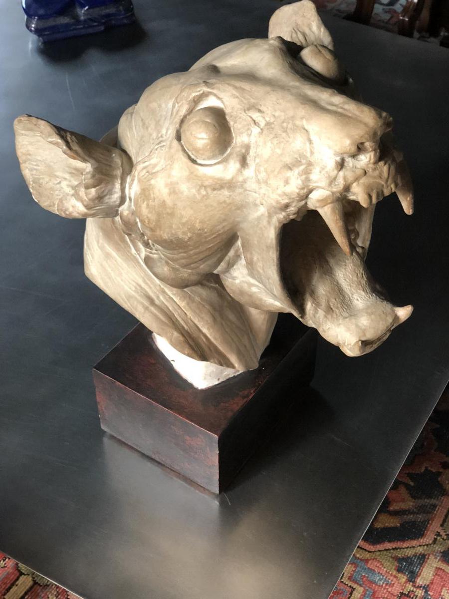 Large Skull Of Tiger Skinned: Plaster Early Twentieth Century-photo-8