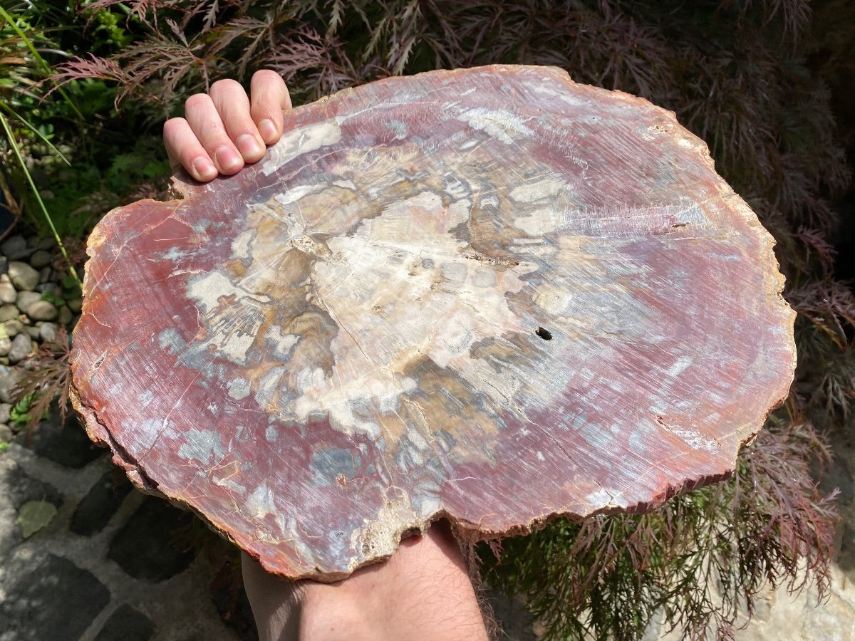Shimmering Fossil Wood, Very Colorful Large Plate-photo-3