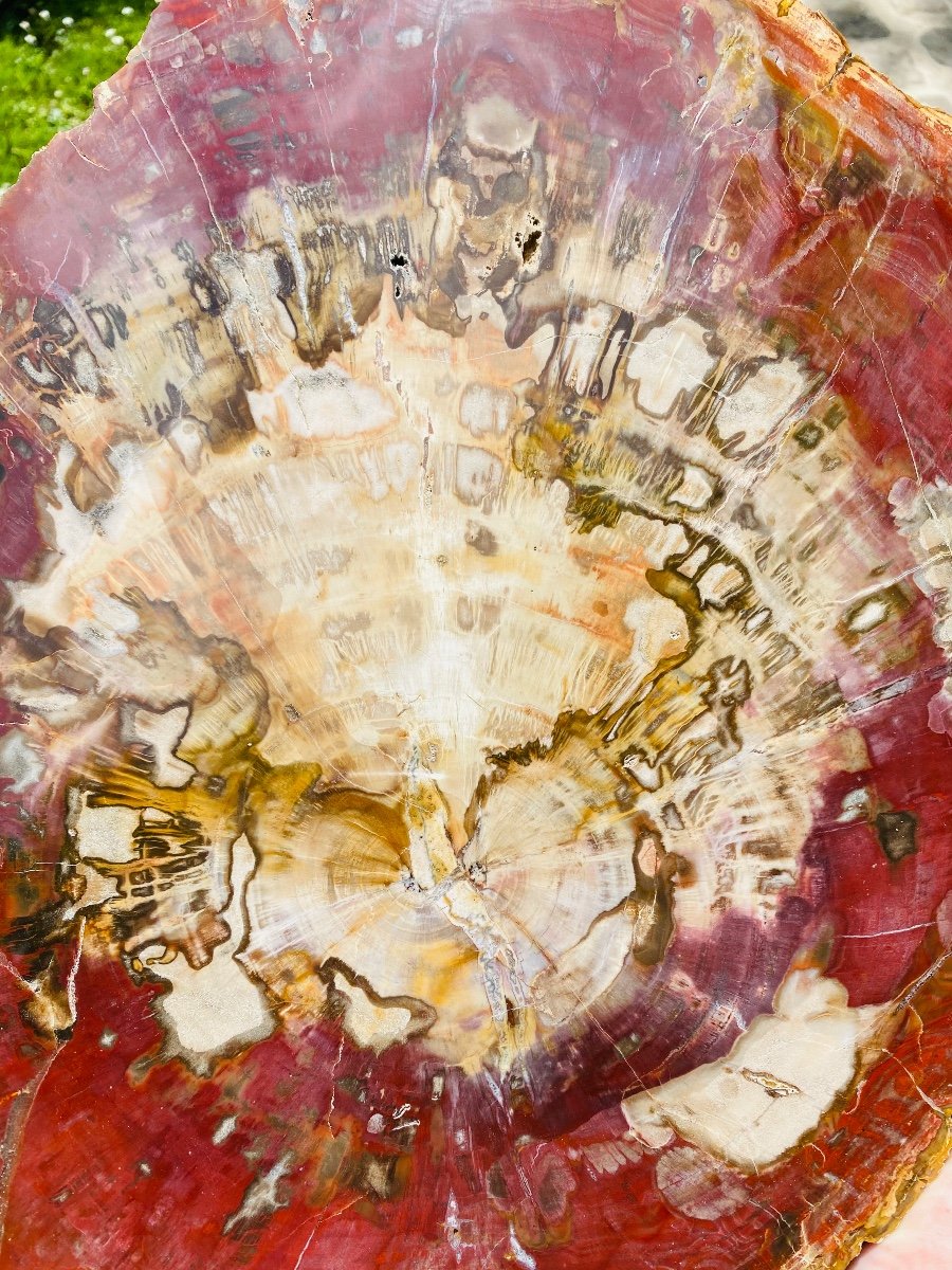 Shimmering Fossil Wood, Very Colorful Large Plate-photo-4