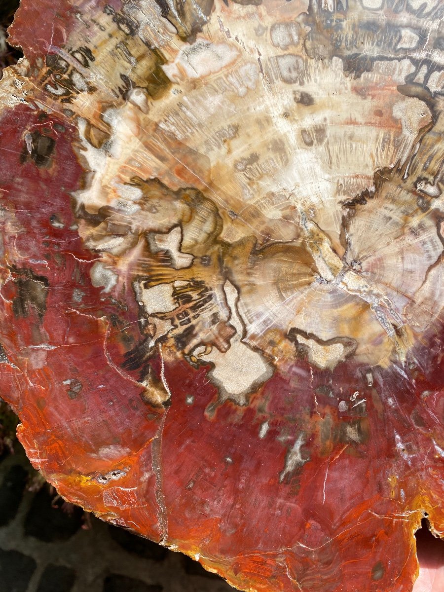 Shimmering Fossil Wood, Very Colorful Large Plate-photo-2
