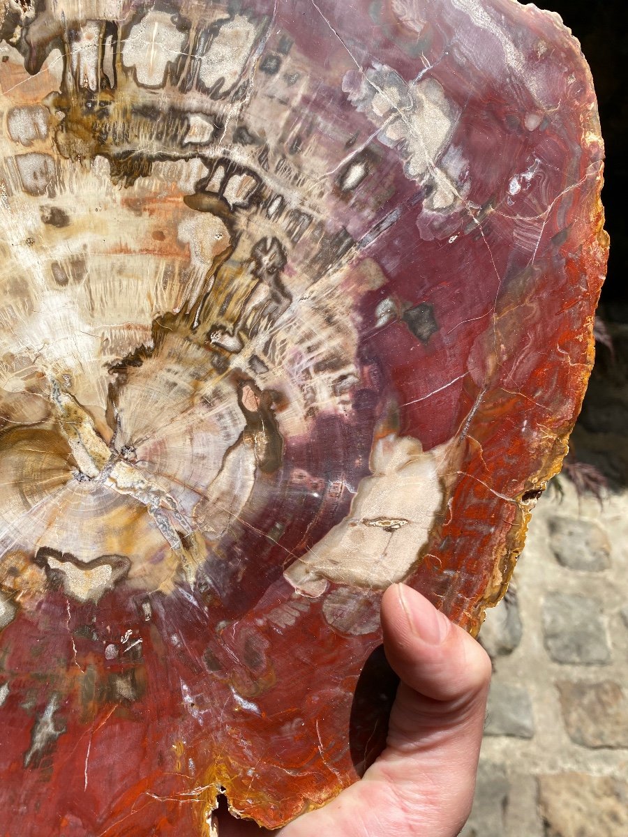 Shimmering Fossil Wood, Very Colorful Large Plate-photo-3