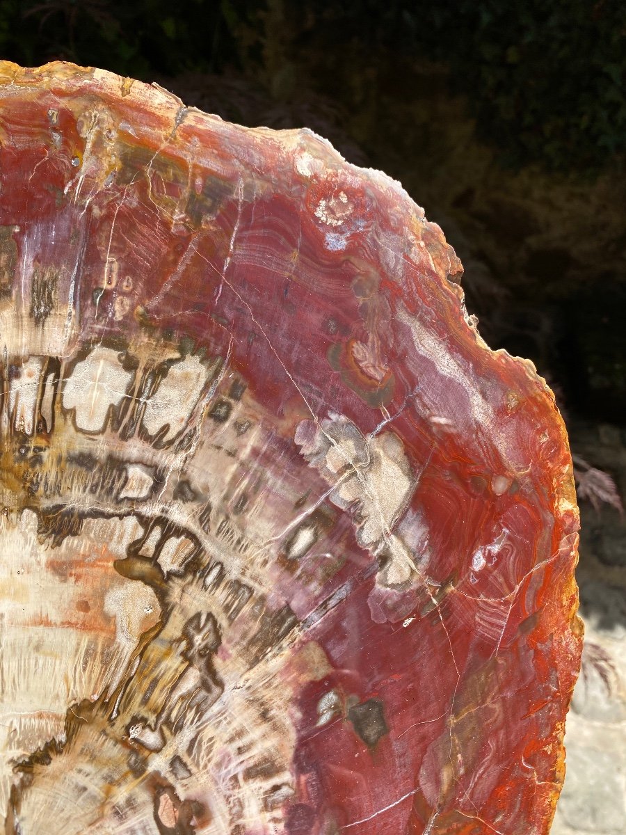 Shimmering Fossil Wood, Very Colorful Large Plate-photo-4