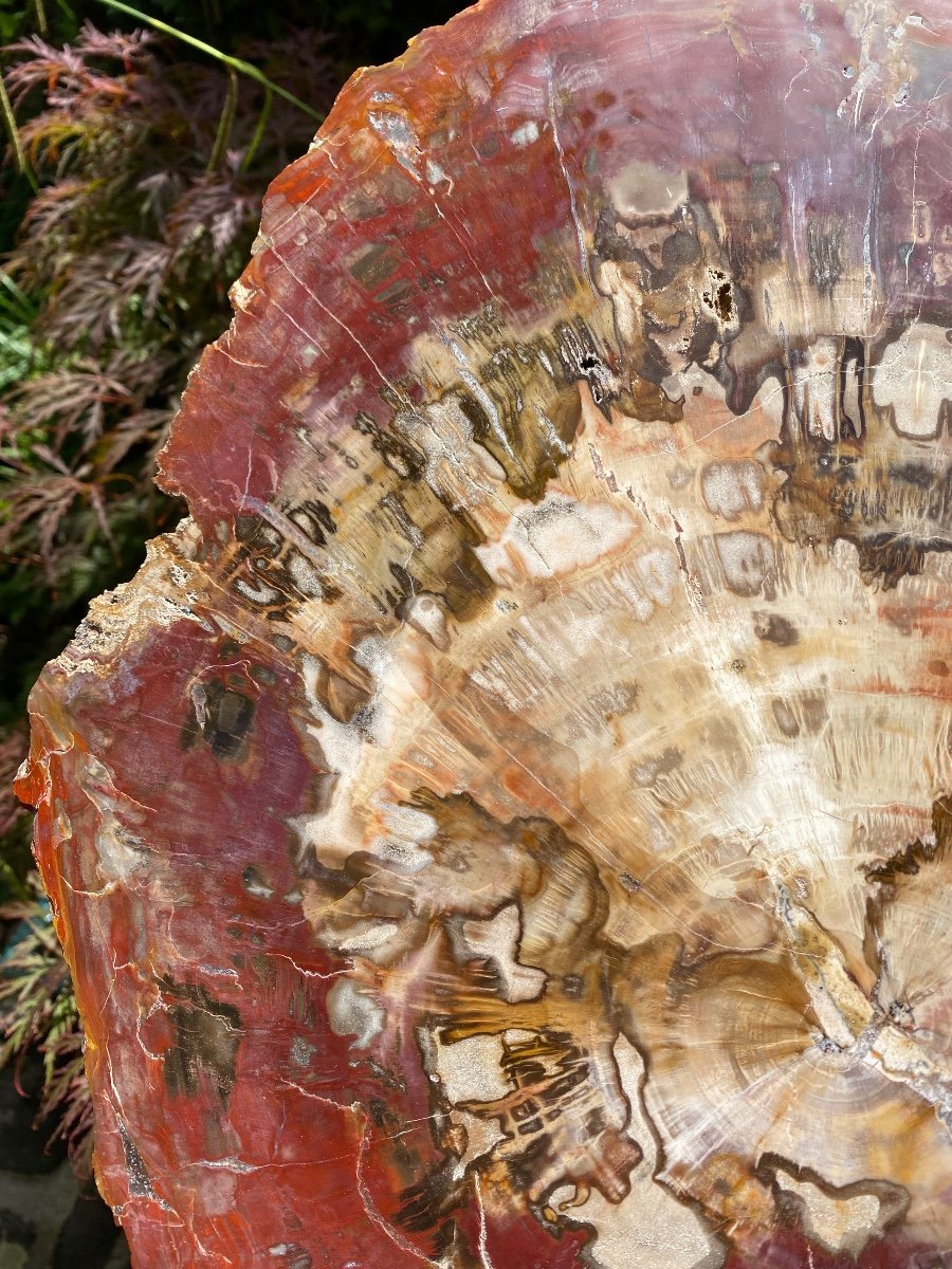 Shimmering Fossil Wood, Very Colorful Large Plate-photo-6