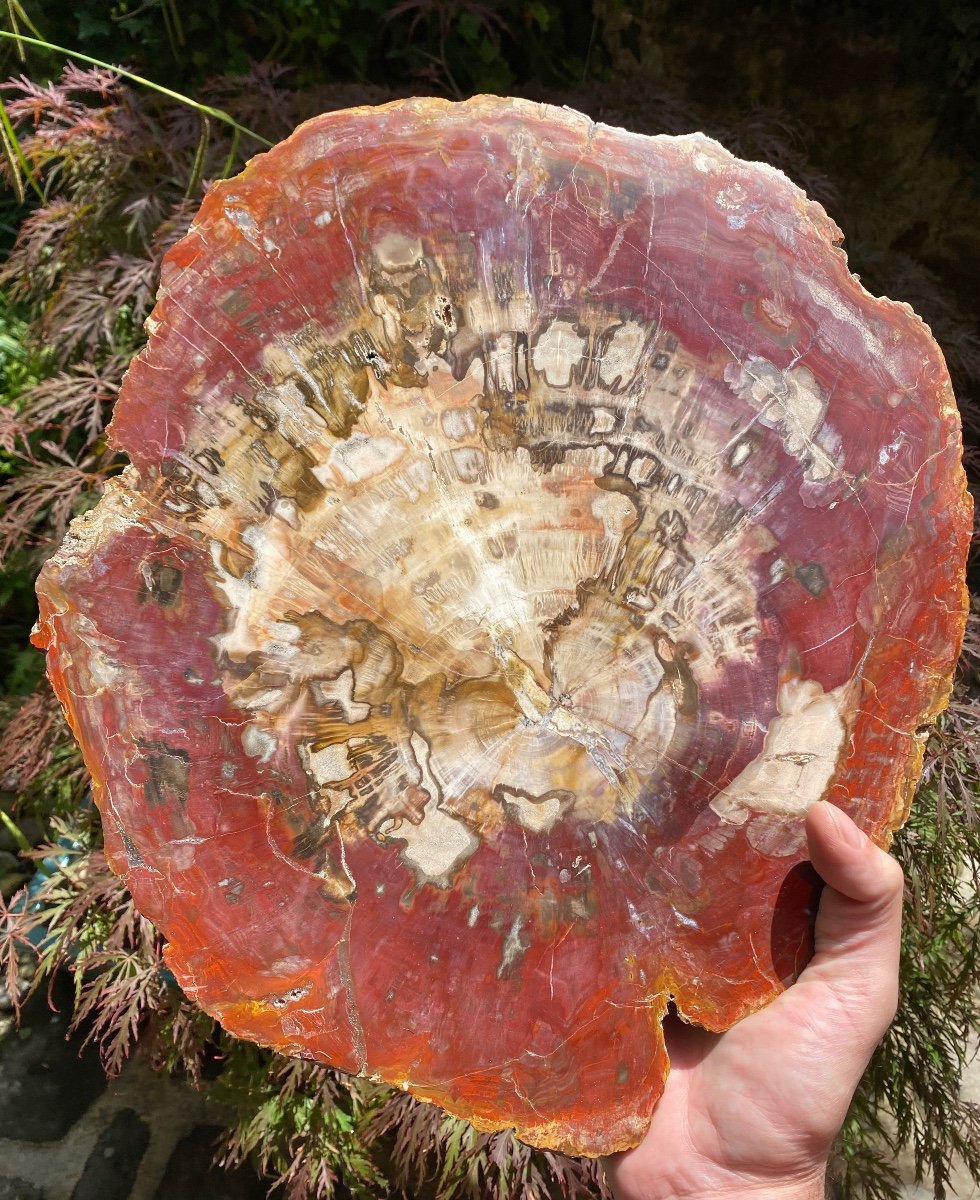 Shimmering Fossil Wood, Very Colorful Large Plate-photo-7