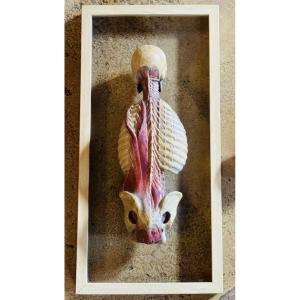 Écorché anatomique en plâtre polychrome – XXe siècle – dans le goût de Gauthier d’Agoty
