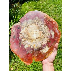Shimmering Fossil Wood, Very Colorful Large Plate