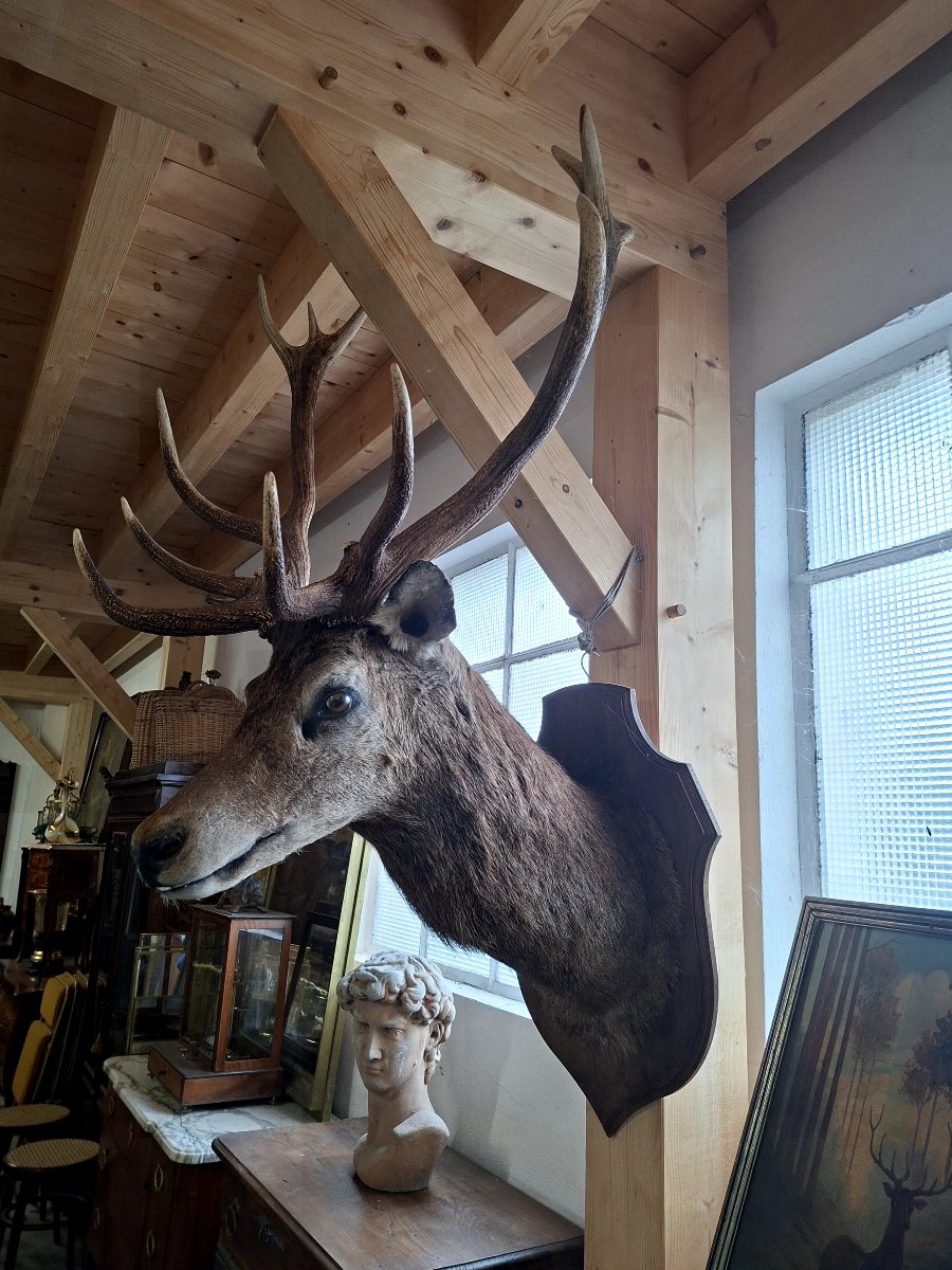 Stuffed Deer Trophy With Mounted Head, 12 Points, Hunting Style-photo-3