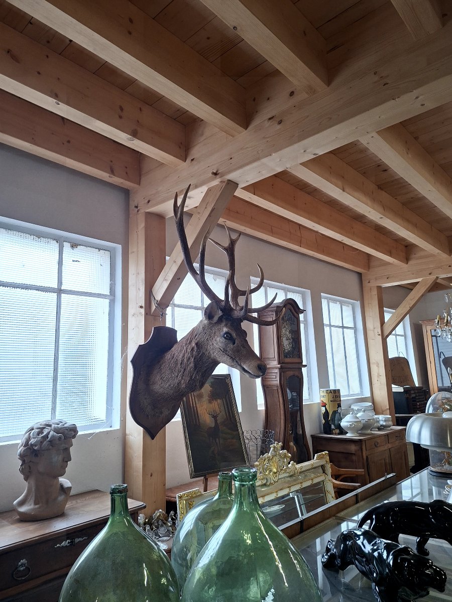 Stuffed Deer Trophy With Mounted Head, 12 Points, Hunting Style-photo-4