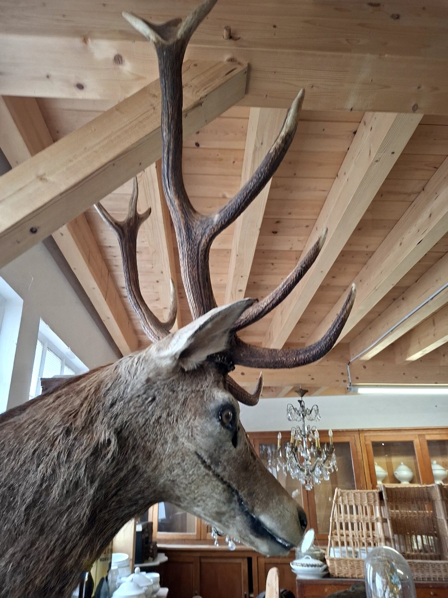 Stuffed Deer Trophy With Mounted Head, 12 Points, Hunting Style-photo-2