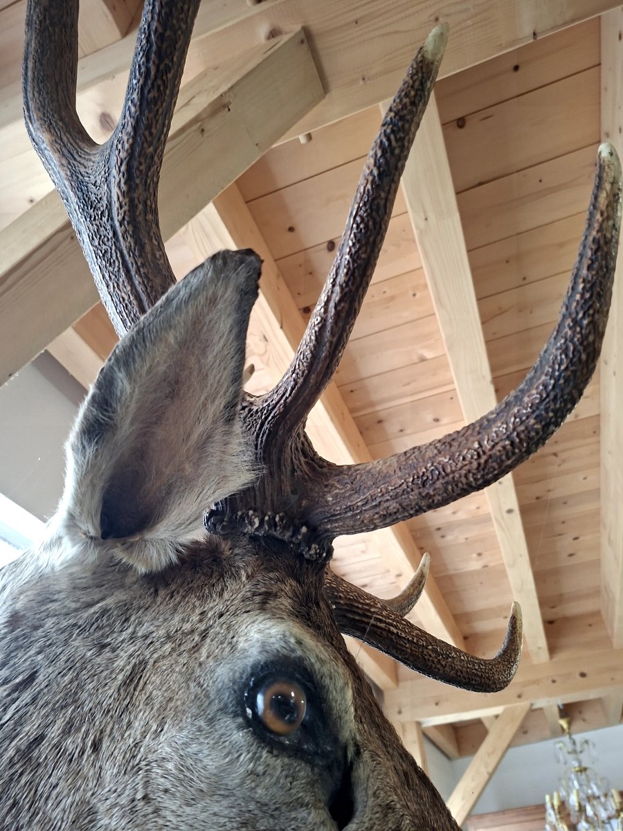 Stuffed Deer Trophy With Mounted Head, 12 Points, Hunting Style-photo-3