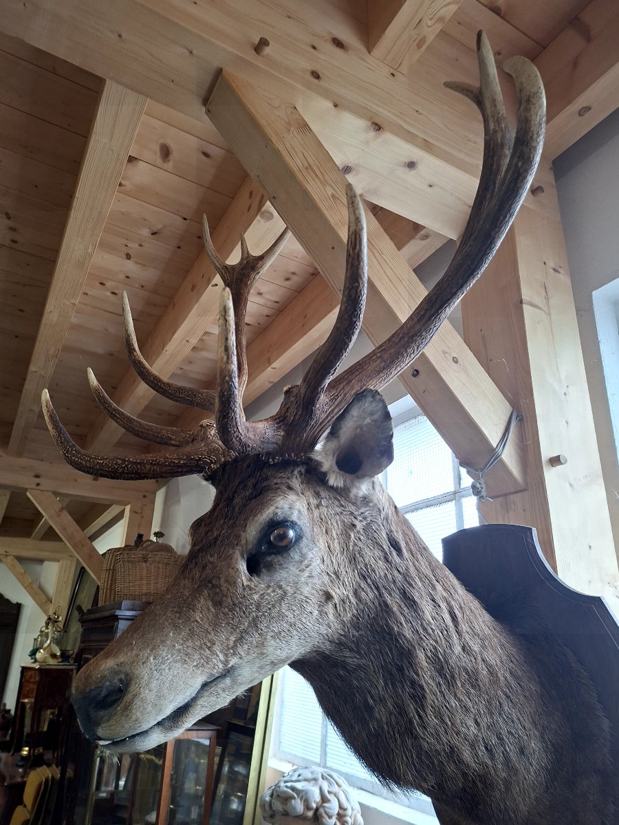 Stuffed Deer Trophy With Mounted Head, 12 Points, Hunting Style-photo-4