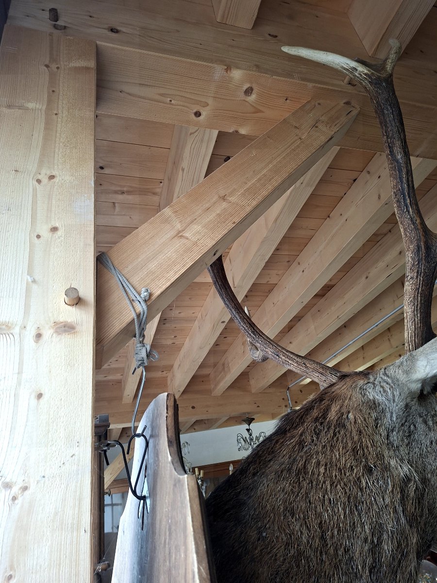 Stuffed Deer Trophy With Mounted Head, 12 Points, Hunting Style-photo-5