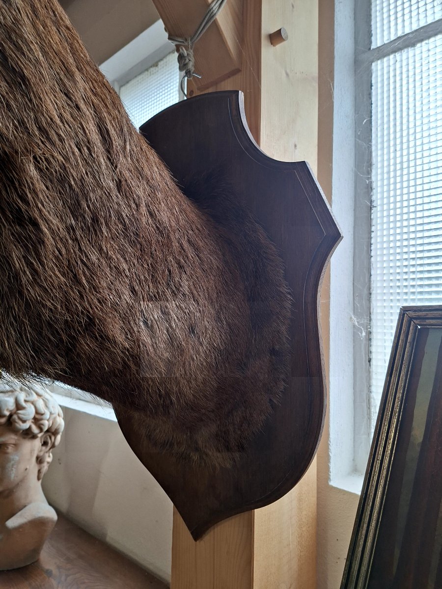 Stuffed Deer Trophy With Mounted Head, 12 Points, Hunting Style-photo-7