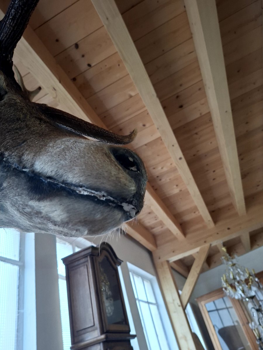 Stuffed Deer Trophy With Mounted Head, 12 Points, Hunting Style-photo-8