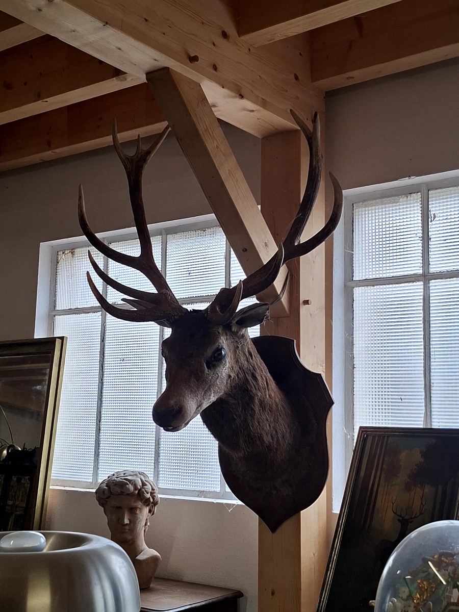 Stuffed Deer Trophy With Mounted Head, 12 Points, Hunting Style