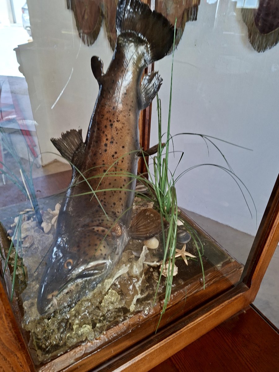 Stuffed Trout In Antique Oak Cabinet Of Curiosity-photo-2