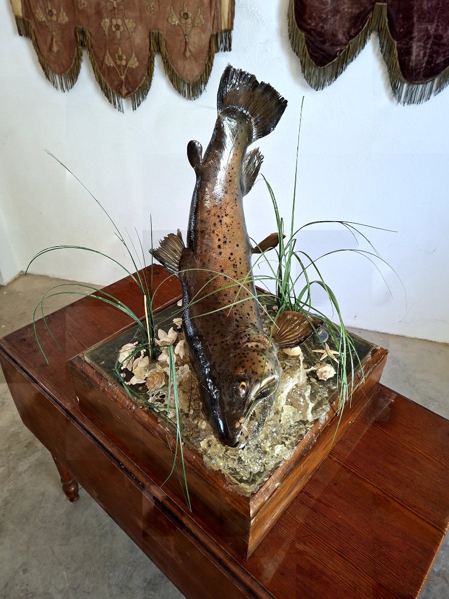 Stuffed Trout In Antique Oak Cabinet Of Curiosity-photo-3