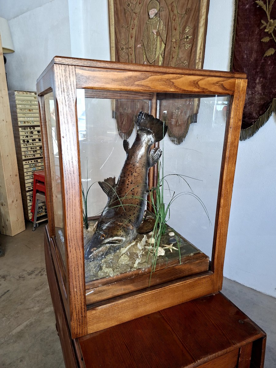Stuffed Trout In Antique Oak Cabinet Of Curiosity-photo-4