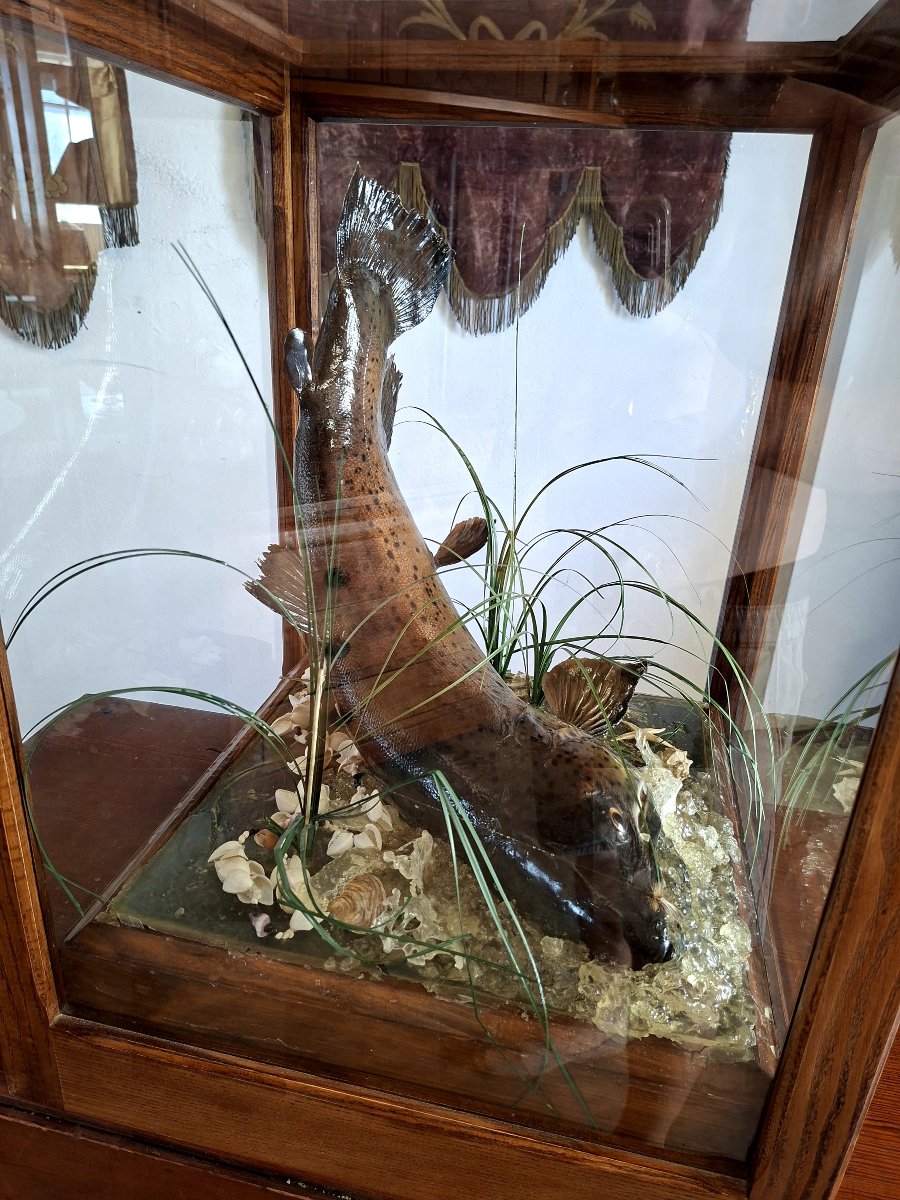 Stuffed Trout In Antique Oak Cabinet Of Curiosity-photo-2