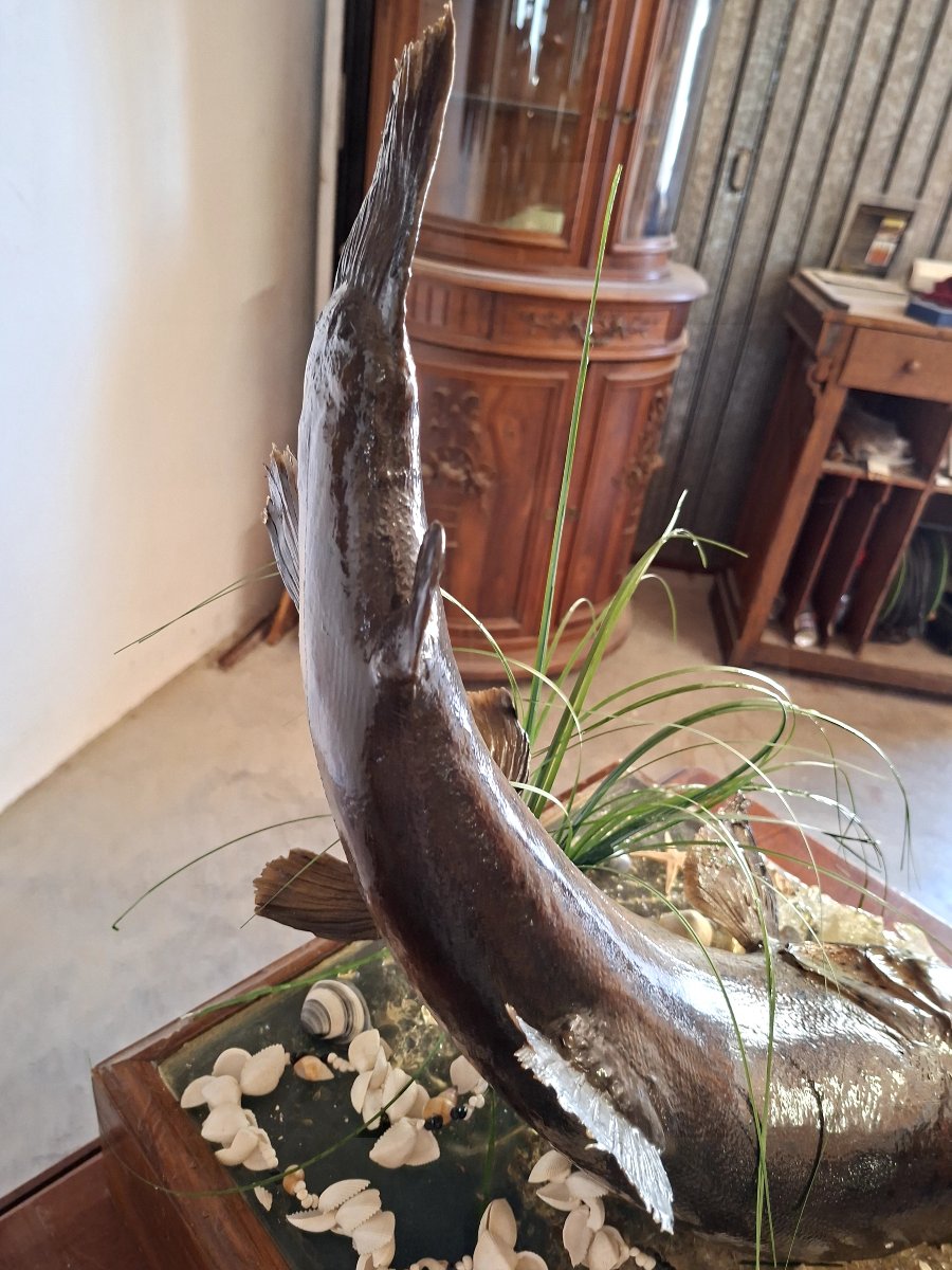 Stuffed Trout In Antique Oak Cabinet Of Curiosity-photo-1