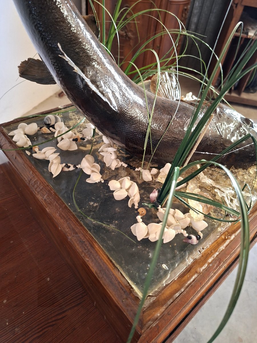Stuffed Trout In Antique Oak Cabinet Of Curiosity-photo-5