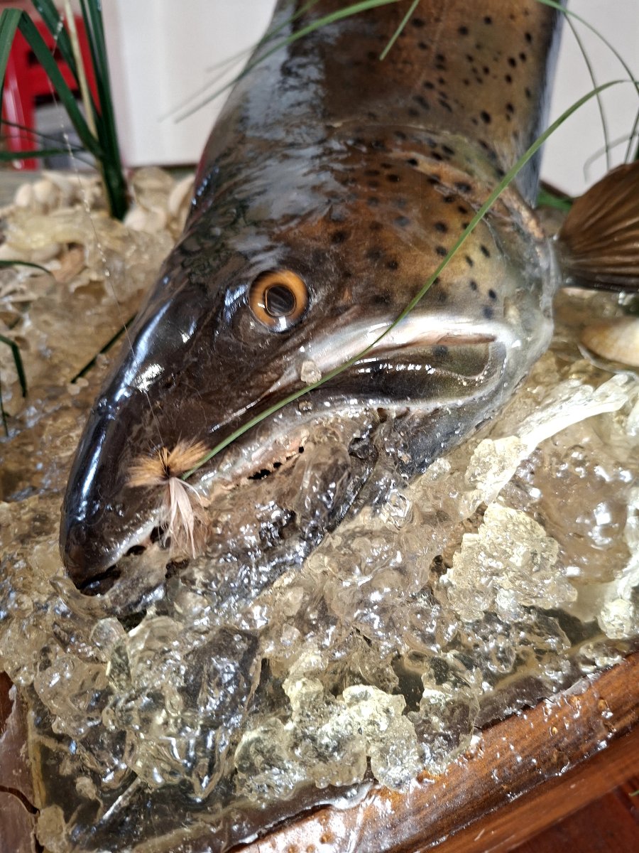 Stuffed Trout In Antique Oak Cabinet Of Curiosity-photo-6