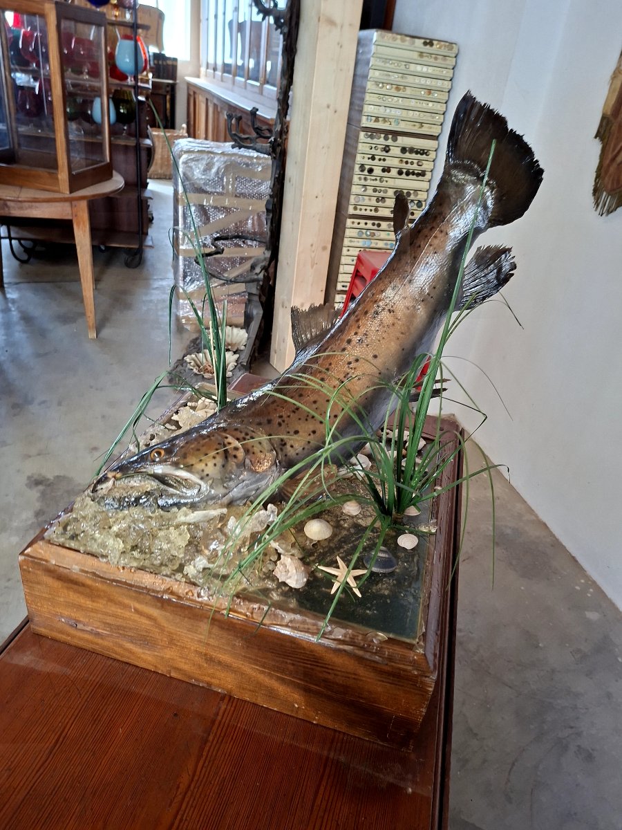 Stuffed Trout In Antique Oak Cabinet Of Curiosity-photo-7