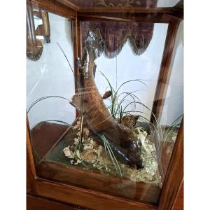 Stuffed Trout In Antique Oak Cabinet Of Curiosity