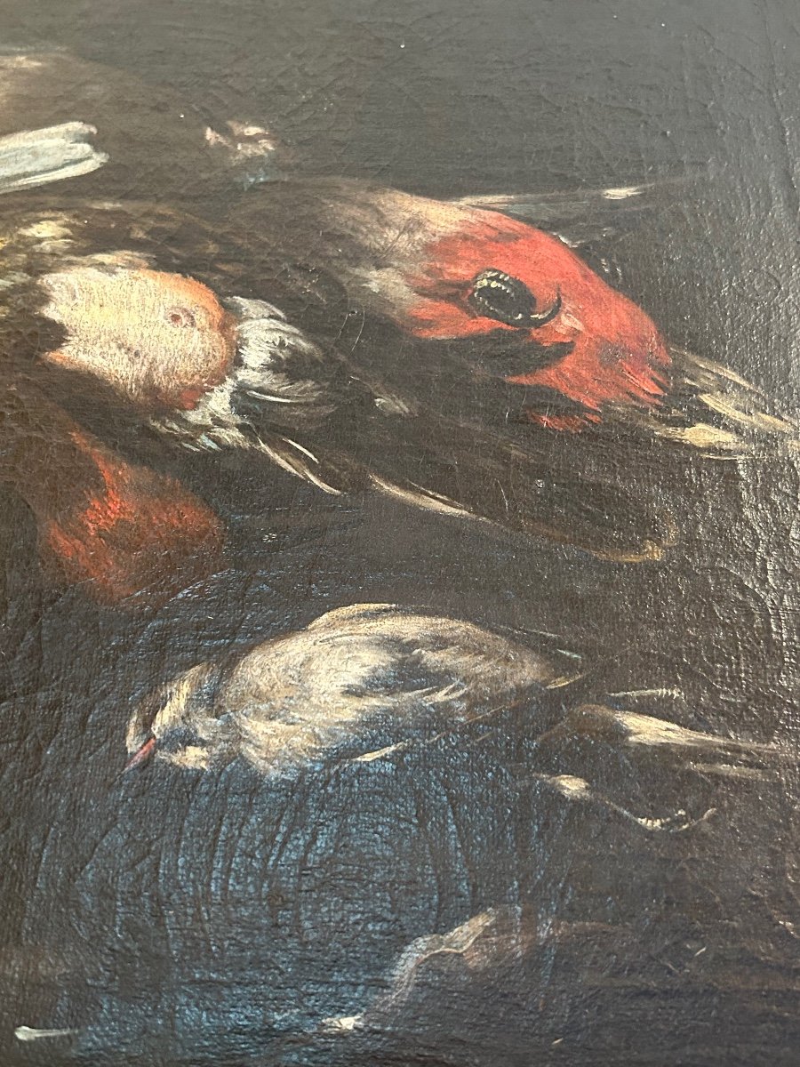 Baldassare De Caro (att.) «  Still Life With Birds » 18th Century.-photo-4