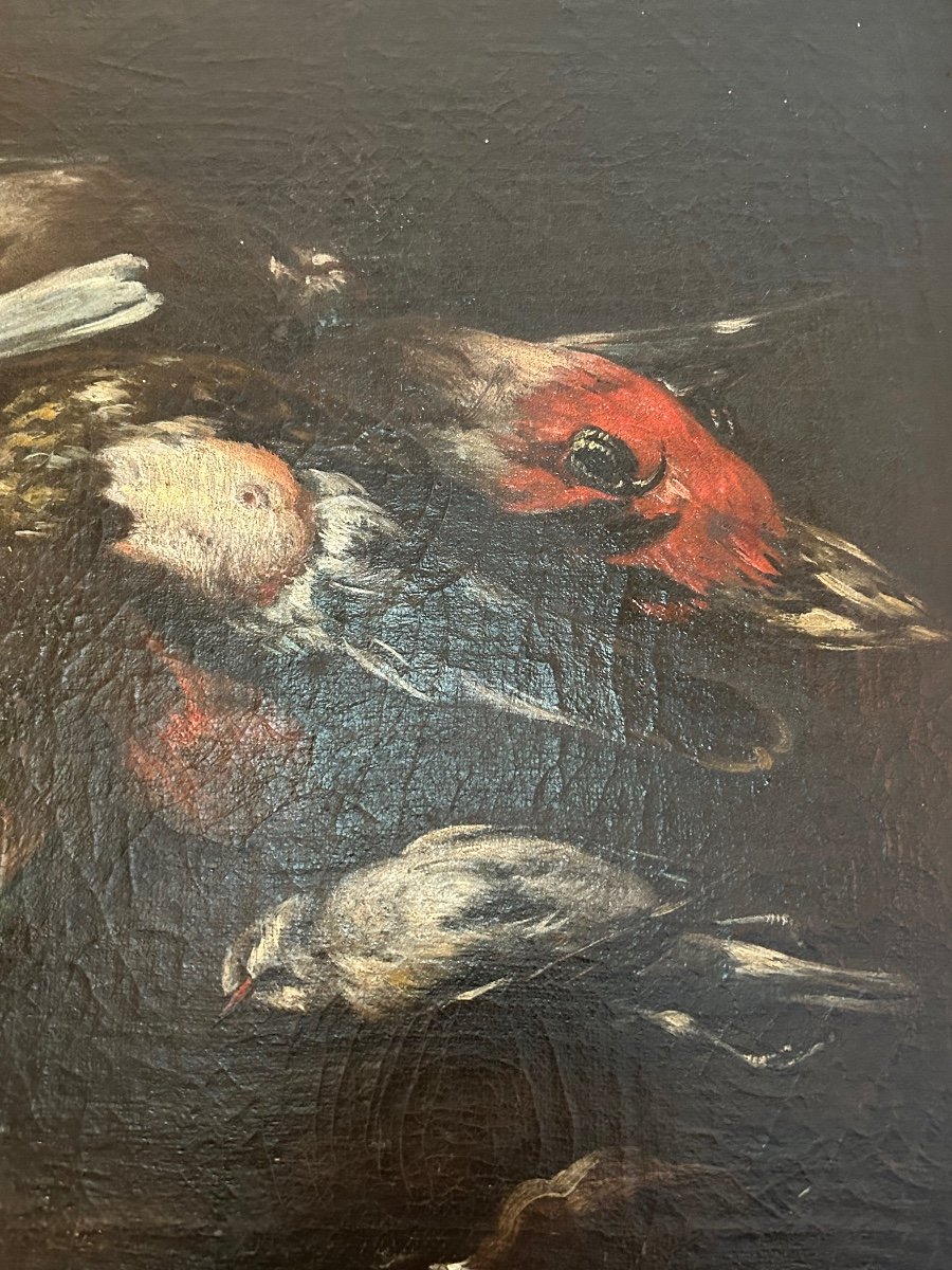 Baldassare De Caro (att.) «  Still Life With Birds » 18th Century.-photo-3