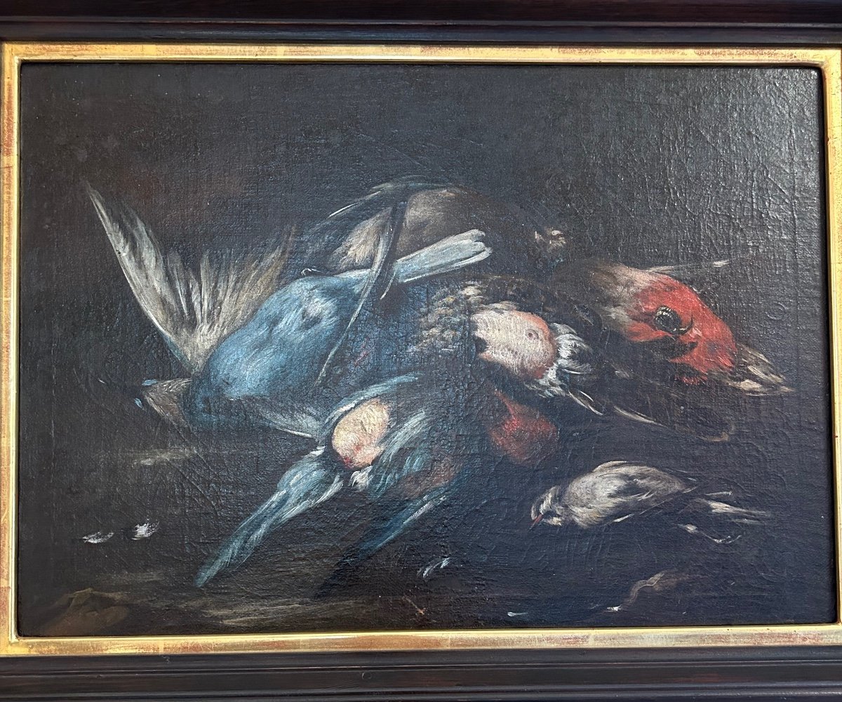 Baldassare De Caro (att.) «  Still Life With Birds » 18th Century.