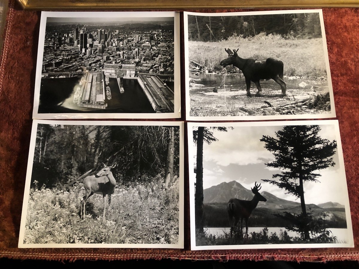 Photos Originales De Presse. Canada : Pêche, Nature, Villes Ect... Photos Des Années 1950/60-photo-7