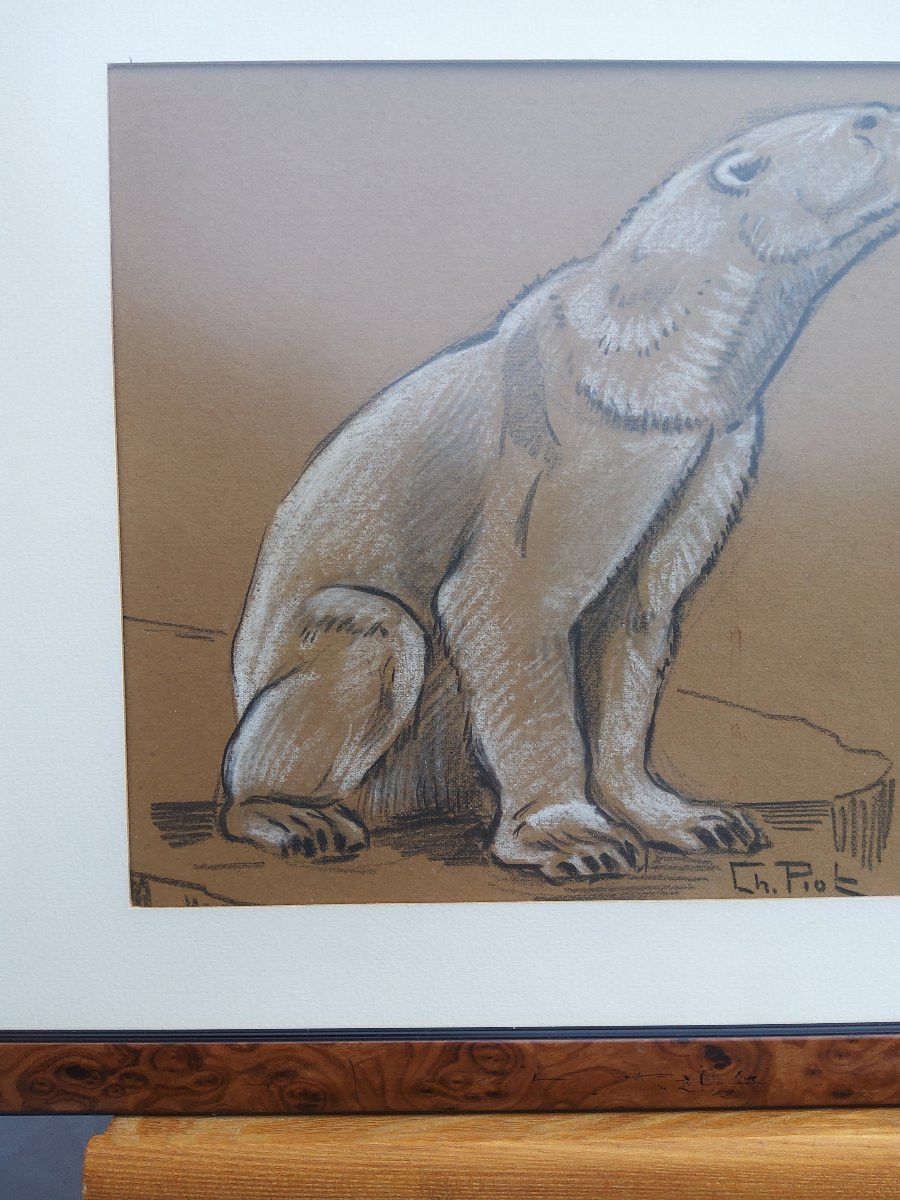 Dessin ours polaire Charles PIOT -photo-3