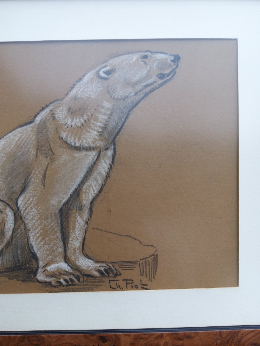 Dessin ours polaire Charles PIOT -photo-4