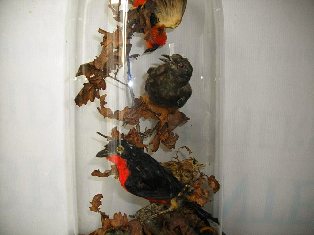 Globe Birds 19th Curiosity Cabinet-photo-2