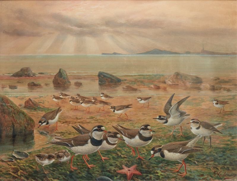 Watercolor & Guash Signed Johannes Gerardus Keulemans (1842-1912) 