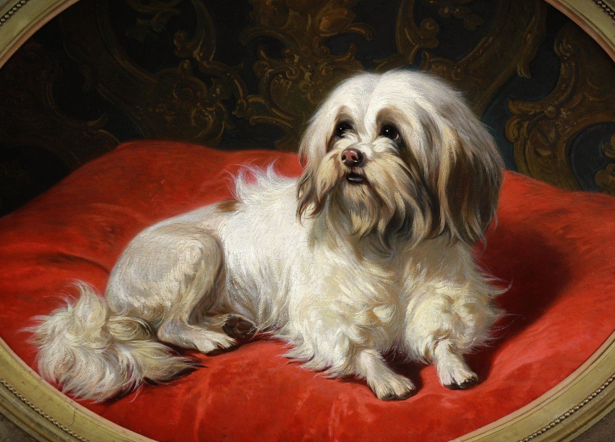 Huile Sur Panneau , Portrait De Chien Maltais Par Conradijn Cunaeus 19&egrave;me-photo-2