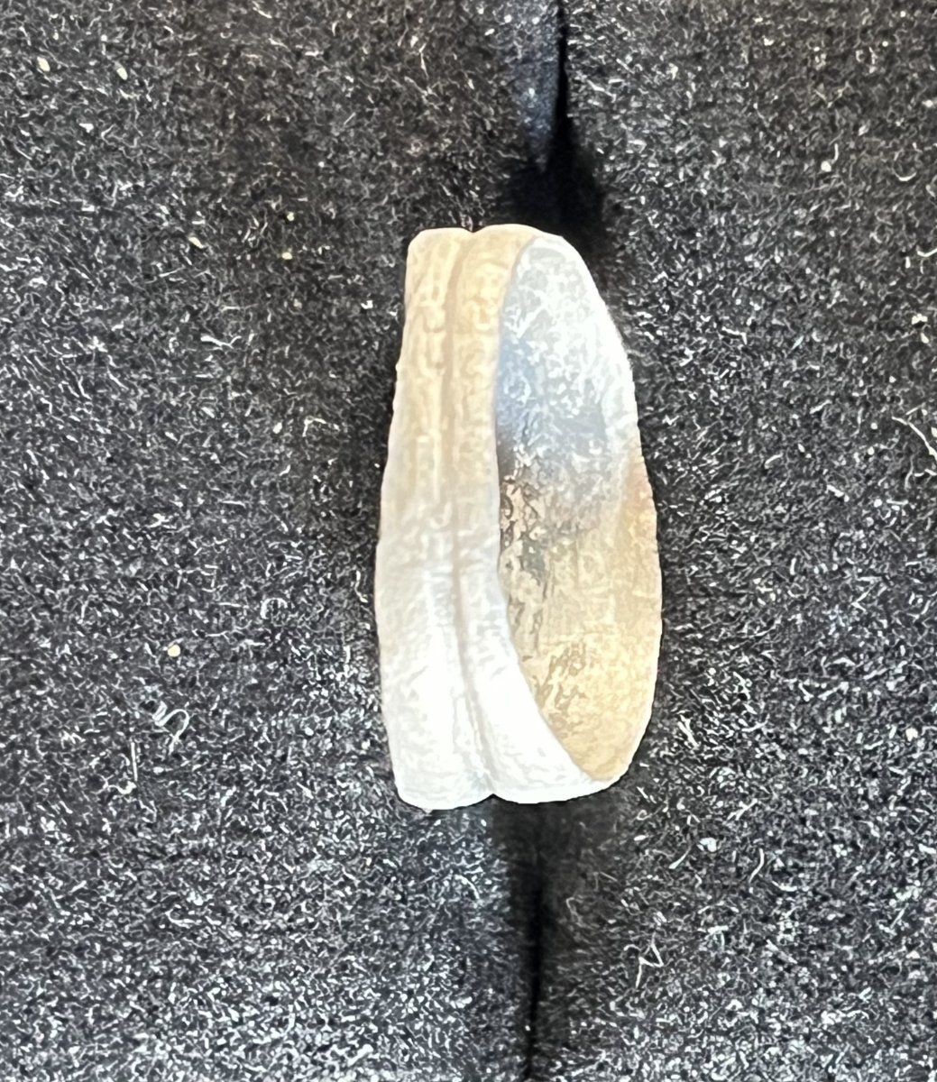Roman Ring -photo-3
