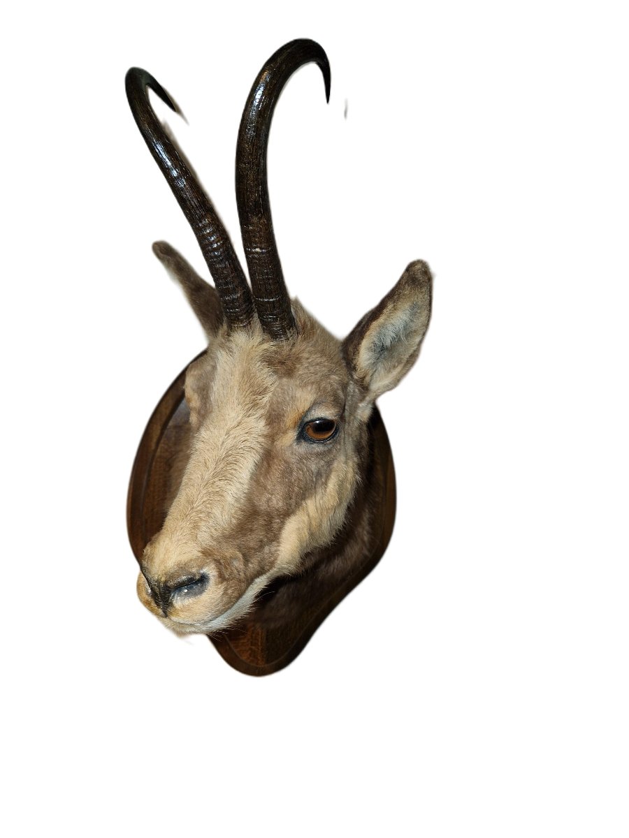 Trophée De Chasse - Tête D'Isard-photo-2