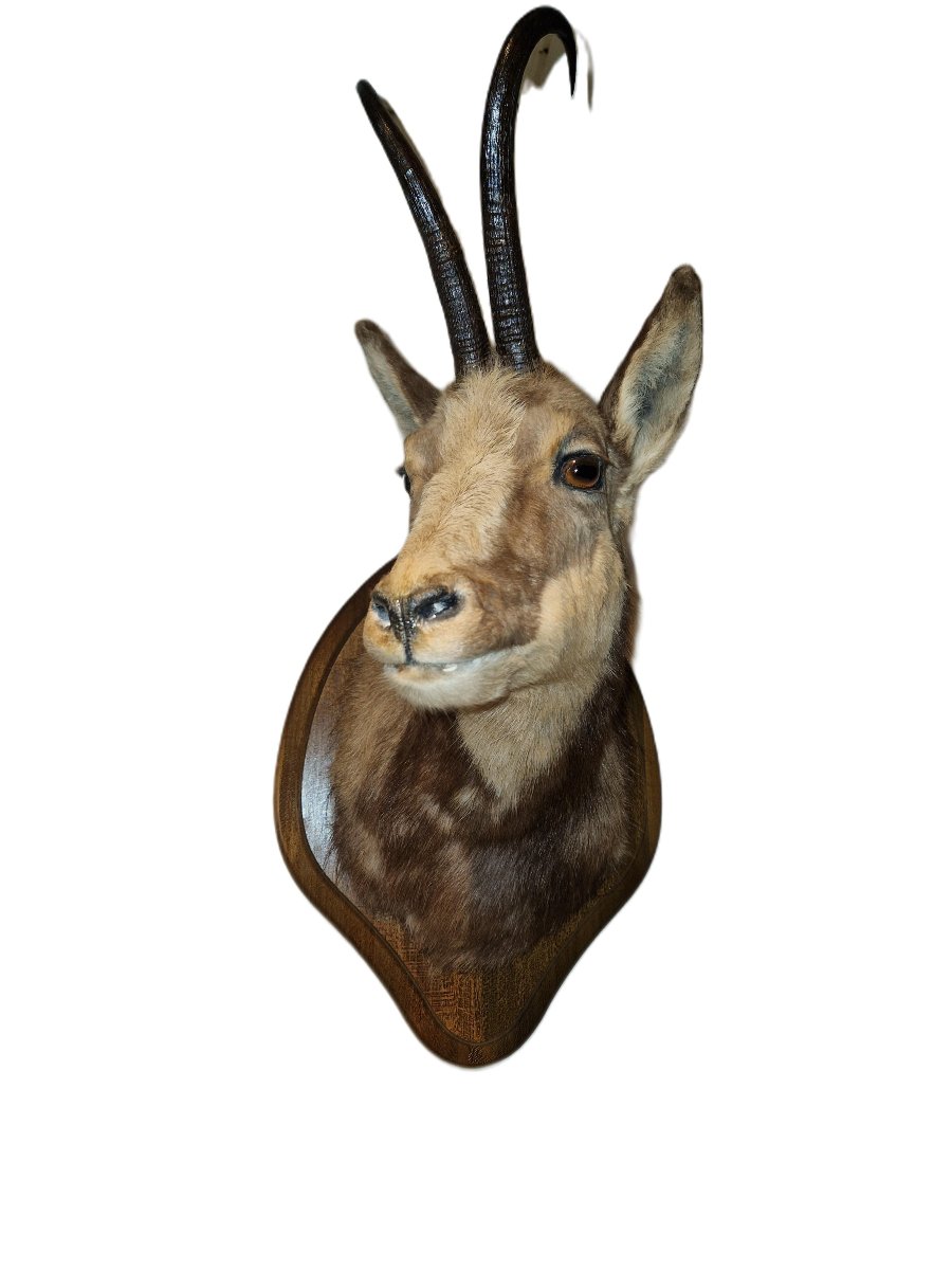 Trophée De Chasse - Tête D'Isard-photo-3