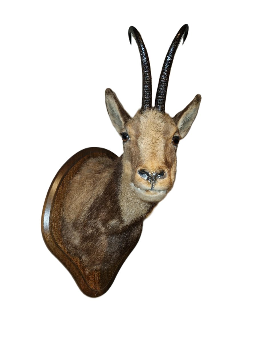 Trophée De Chasse - Tête D'Isard-photo-4