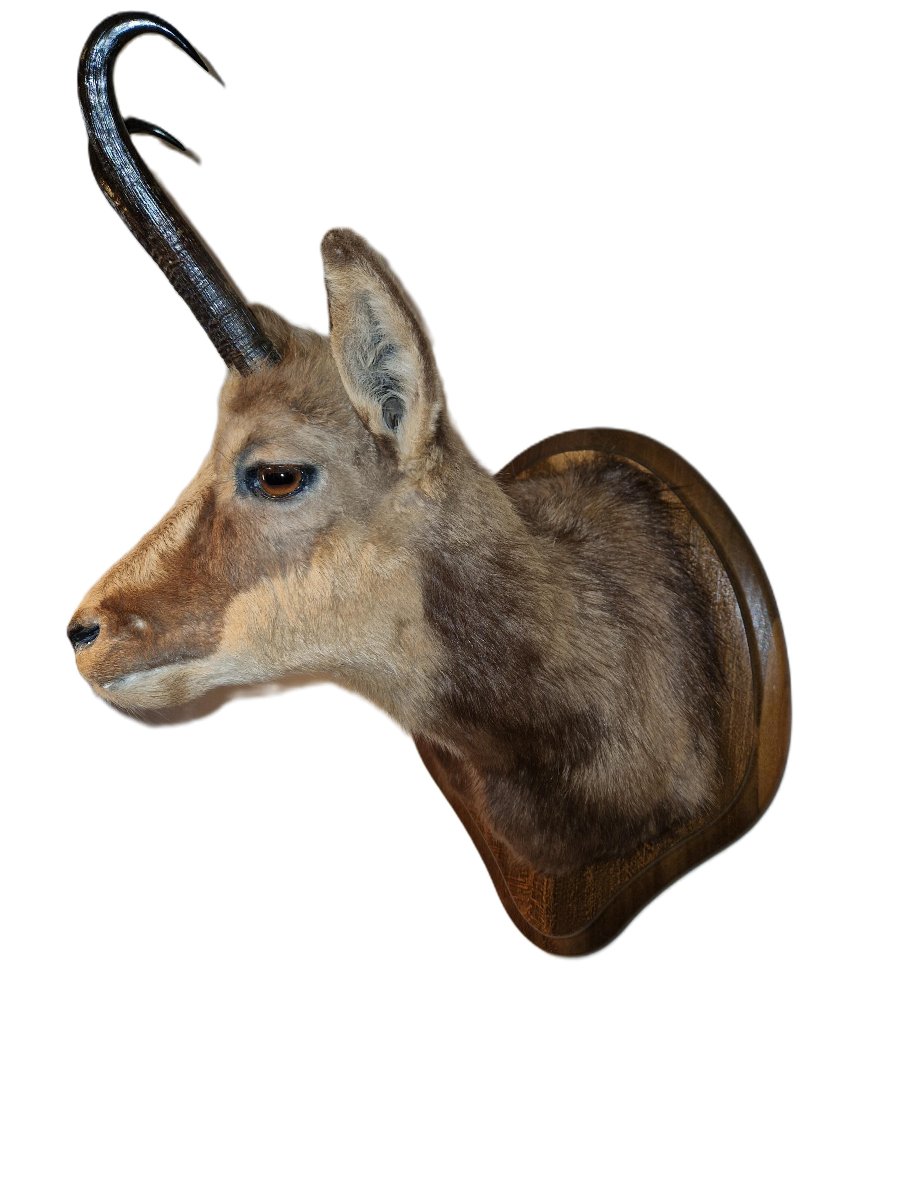 Trophée De Chasse - Tête D'Isard-photo-1